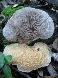 Crepidotus mollis image
