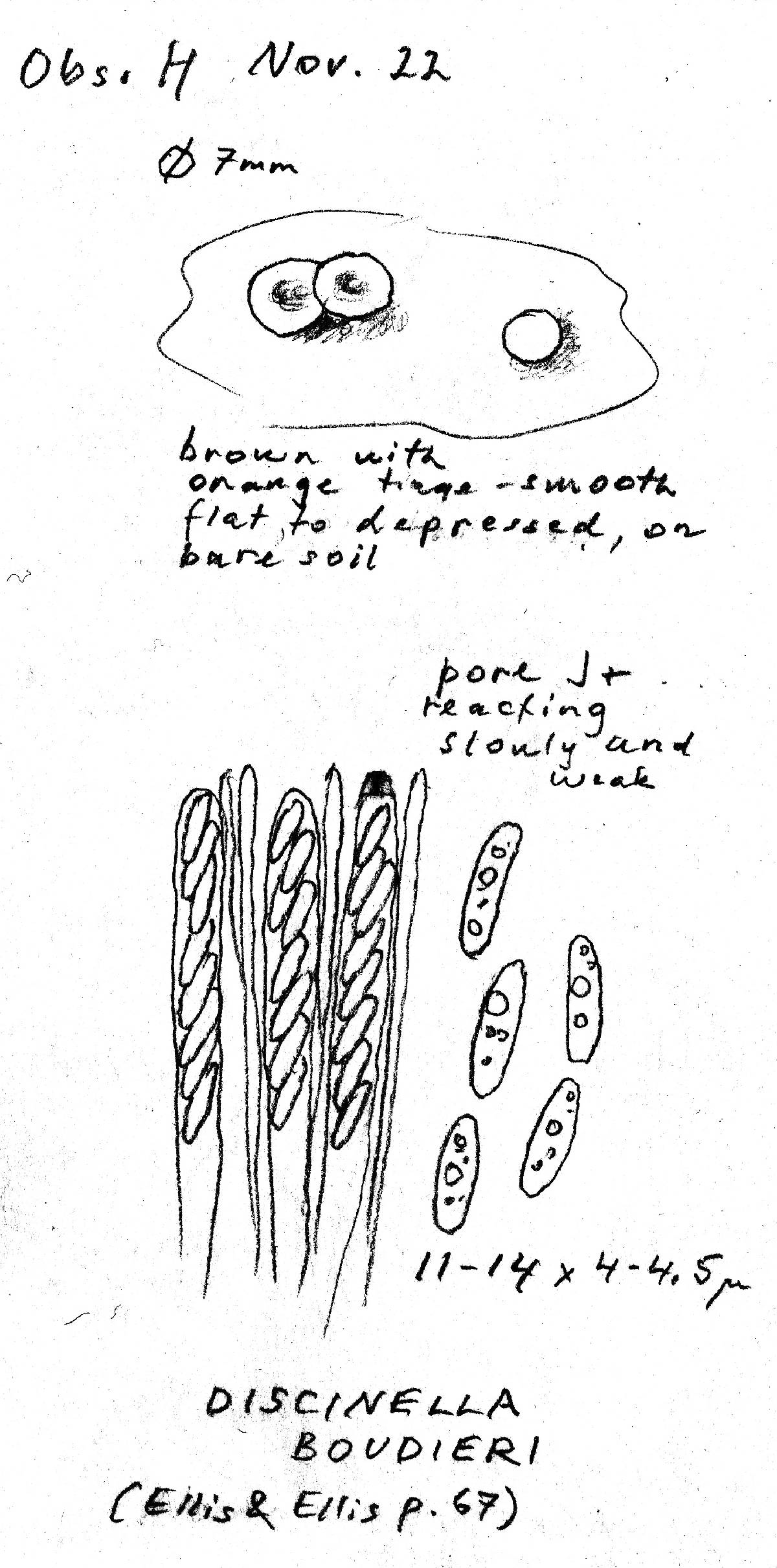 Discinella boudieri image