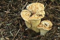 Gomphus kauffmanii image