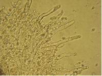 Mycena algeriensis image