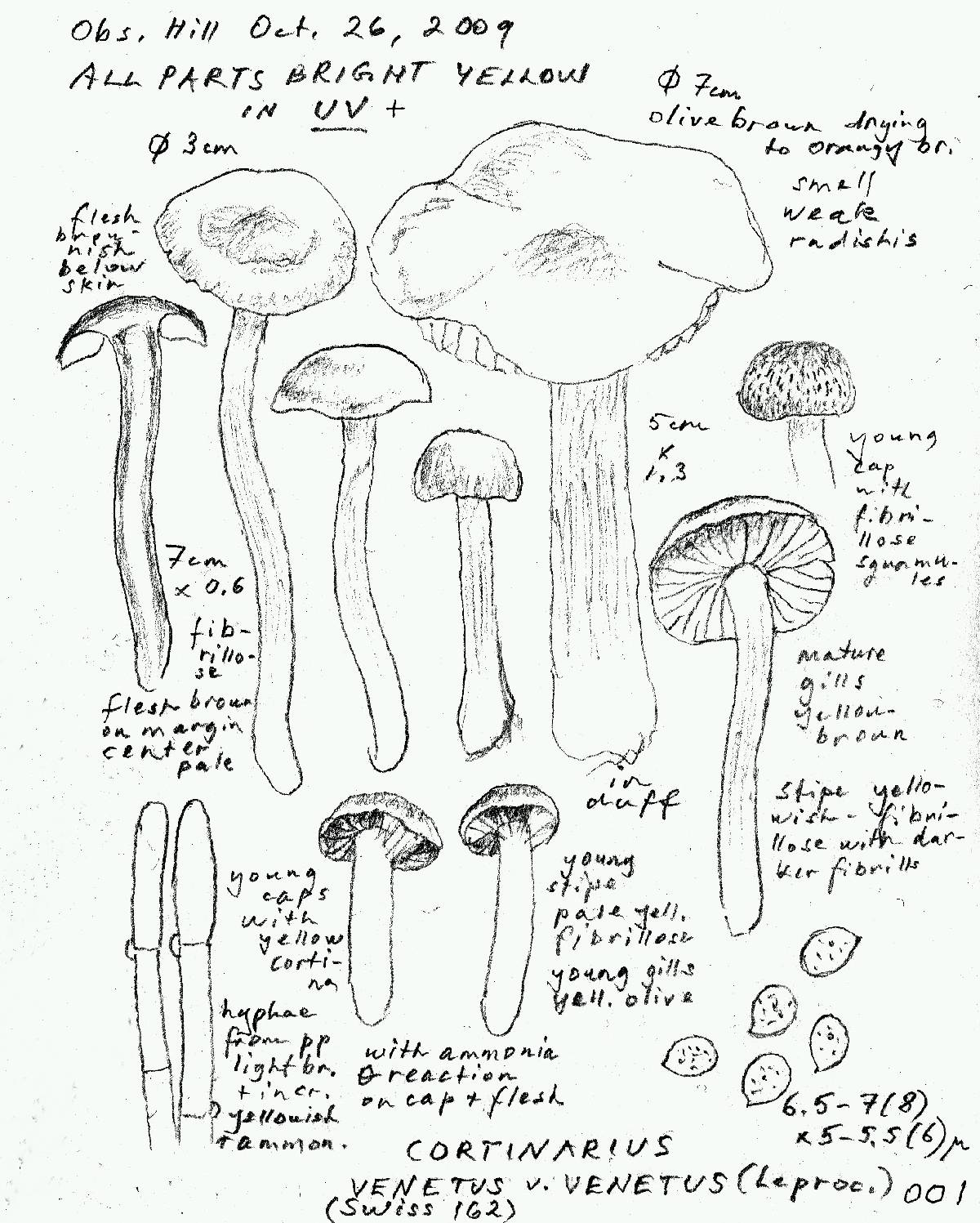 Cortinarius venetus image