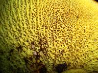 Boletinellus merulioides image