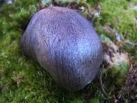 Tricholoma pullum image