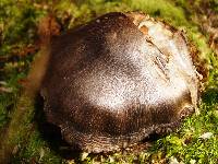 Tricholoma pullum image