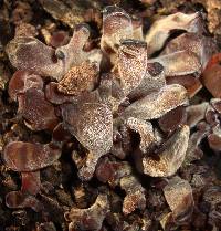 Auricularia americana image