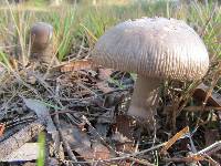 Amanita punctata image