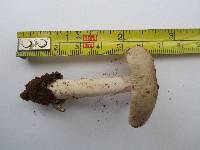 Amanita roseolamellata image