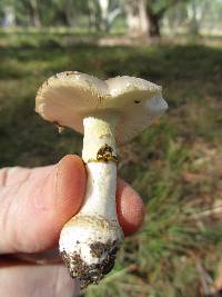 Amanita luteolovelata image