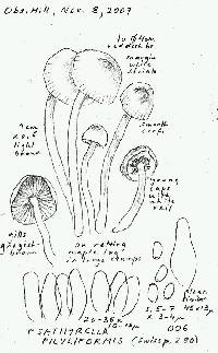 Psathyrella piluliformis image