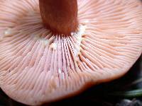 Lactarius substriatus image