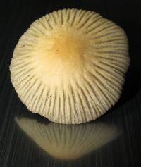 Coprinellus impatiens image