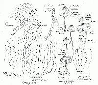 Mycena abramsii image