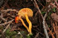 Hygrocybe parvula image