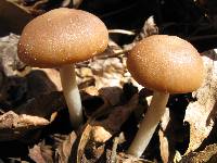 Psathyrella piluliformis image