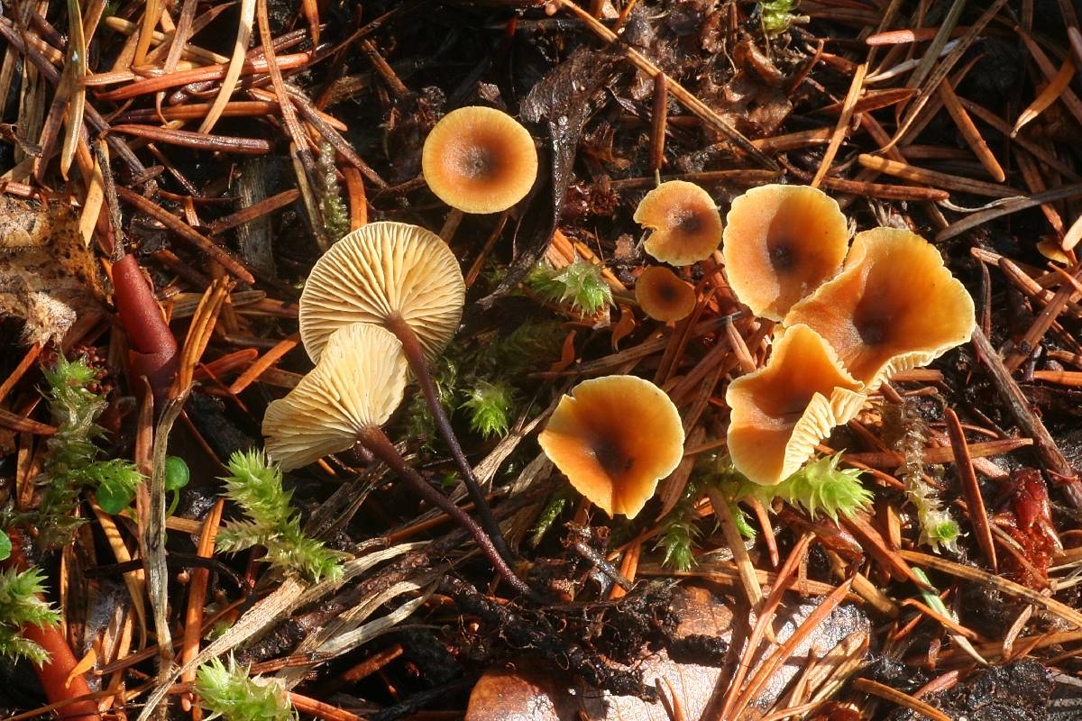 Xeromphalina cornui image