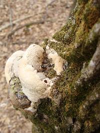 Perenniporia fraxinophila image