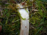 Entoloma vernum image