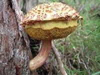 Boletellus emodensis image