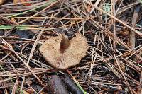 Tricholoma imbricatum image