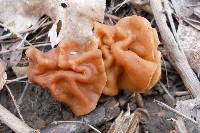 Gyromitra korfii image