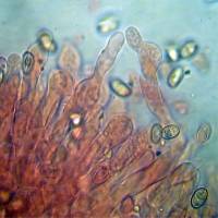 Meottomyces dissimulans image