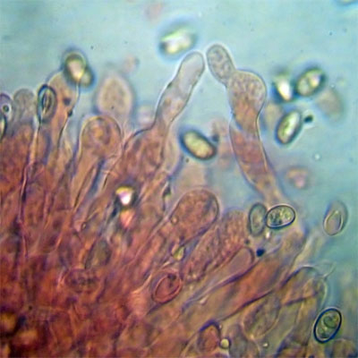 Meottomyces dissimulans image