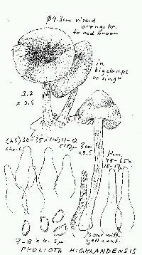 Pholiota highlandensis image