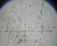 Meottomyces dissimulans image