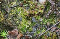 Trichophaea abundans image