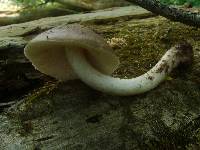 Pluteus petasatus image