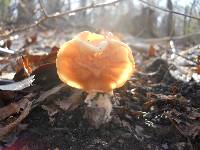 Gyromitra brunnea image