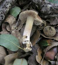 Inocybe kauffmanii image