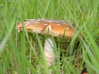 Amanita ameripanthera image