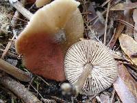 Entoloma vernum image