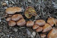 Gymnopilus luteofolius image