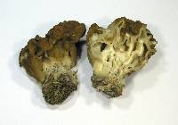 Gyromitra gigas image