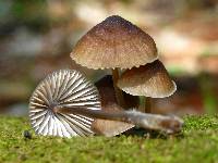 Mycena alcalina image