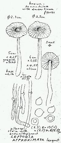 Entoloma approximatum image