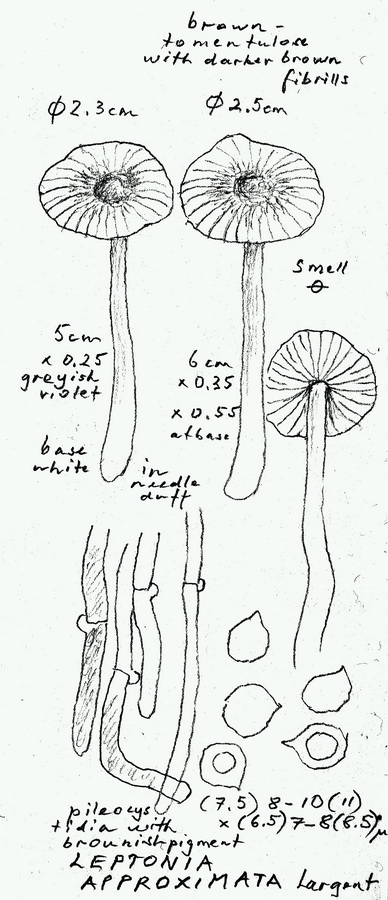 Entoloma approximatum image