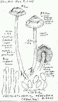 Hebeloma birrus image