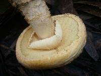 Amanita ochrophylla image