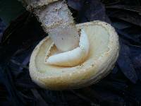 Amanita ochrophylla image