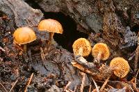 Galerina oregonensis image