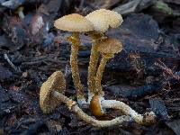 Conocybe rugosa image