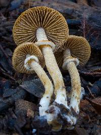 Conocybe rugosa image