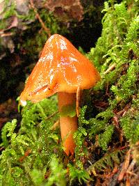 Phaeocollybia piceae image