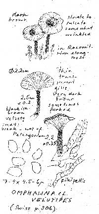 Arrhenia velutipes image