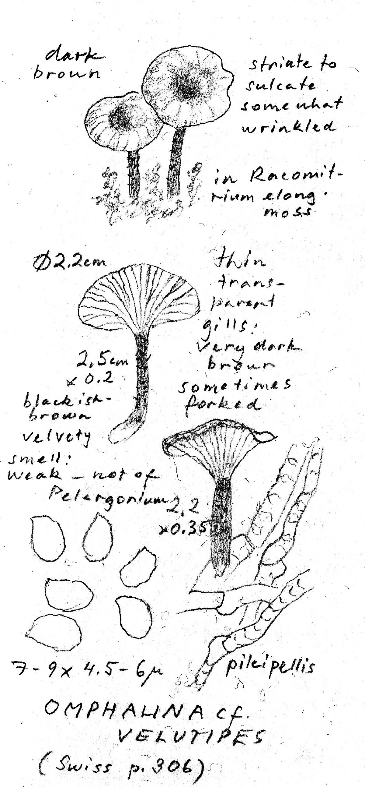 Arrhenia velutipes image