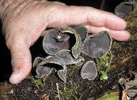 Auricularia nigricans image