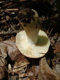 Russula vinacea image